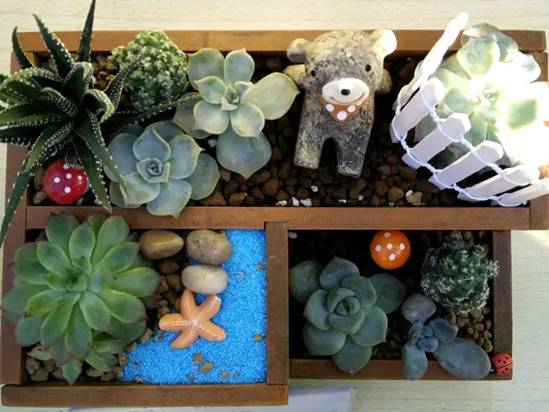 组合盆栽比赛作品
