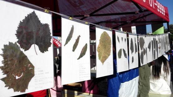 植物病害蜡叶标本展